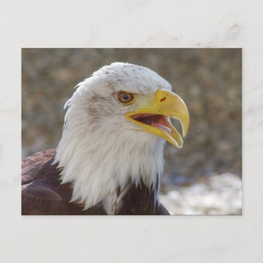 Carte Postale Haliaeetus leucocephalus (Devant)
