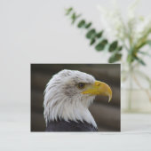 Carte Postale Haliaeetus leucocephalus (Debout devant)