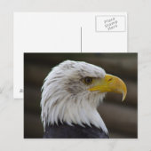 Carte Postale Haliaeetus leucocephalus (Devant / Derrière)
