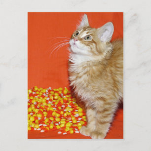 Carte Postale Halloween