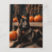 Carte Postale Halloween berger allemand (Devant)