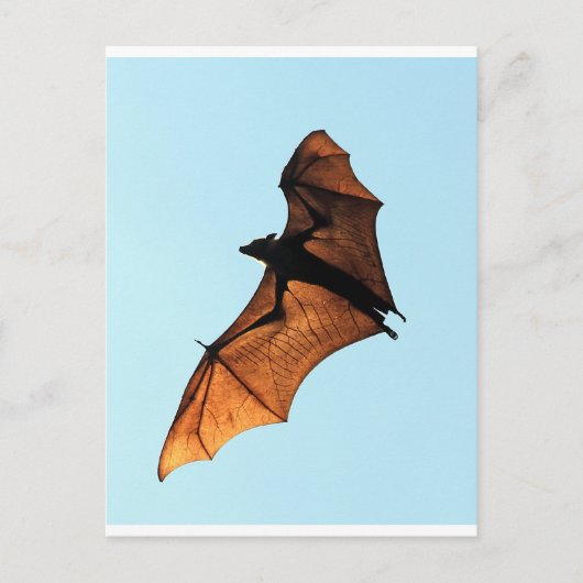 Carte Postale Halloween déplaisant renard volant (chauve-souris  (Devant)