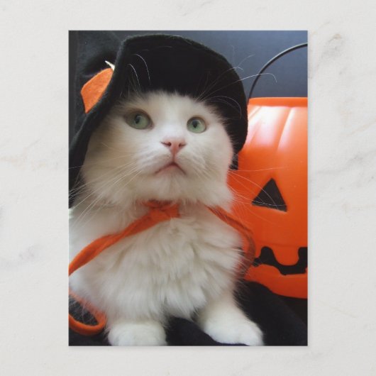 Carte Postale Halloween d'un chat (Devant)