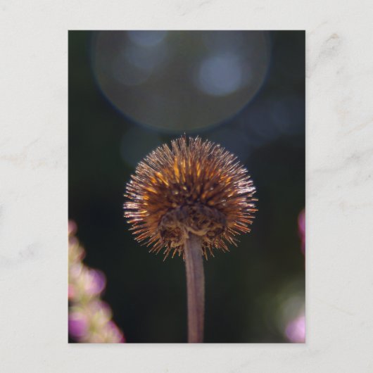 Carte Postale Halo à fleurs (Devant)