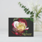 Carte Postale Hamann Rose Jardin Jardin Double Delight Rose #190 (Debout devant)