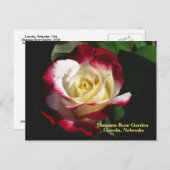 Carte Postale Hamann Rose Jardin Jardin Double Delight Rose #190 (Devant / Derrière)