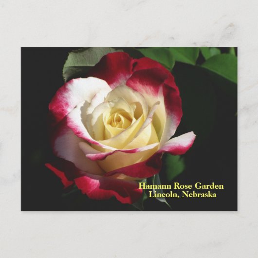 Carte Postale Hamann Rose Jardin Jardin Double Delight Rose #190 (Devant)