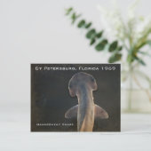 Carte postale Hammerhead Shark Florida (Debout devant)