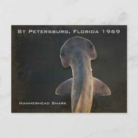 Carte postale Hammerhead Shark Florida (Devant)