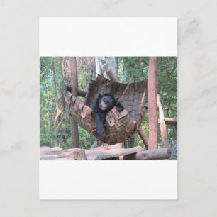 Carte Postale Hammock de l'ours endormi Parc Forestier Camping A