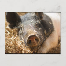 Carte postale Hampshire Pig