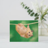 Carte Postale hampster idiot (Debout devant)