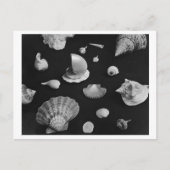 CARTE POSTALE Hamptons 'Seashells' (Devant)