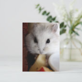 Carte postale Hamsteer (Debout devant)