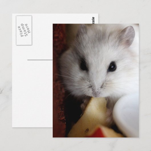 Carte postale Hamsteer (Devant / Derrière)