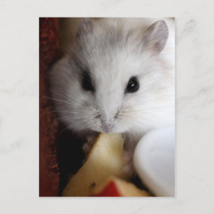 Carte postale Hamsteer