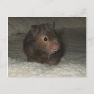 Carte postale Hamster
