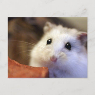 Carte postale Hamster