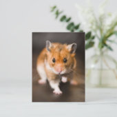 Carte Postale Hamster (Debout devant)