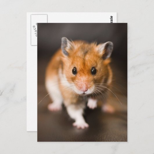 Carte Postale Hamster (Devant / Derrière)
