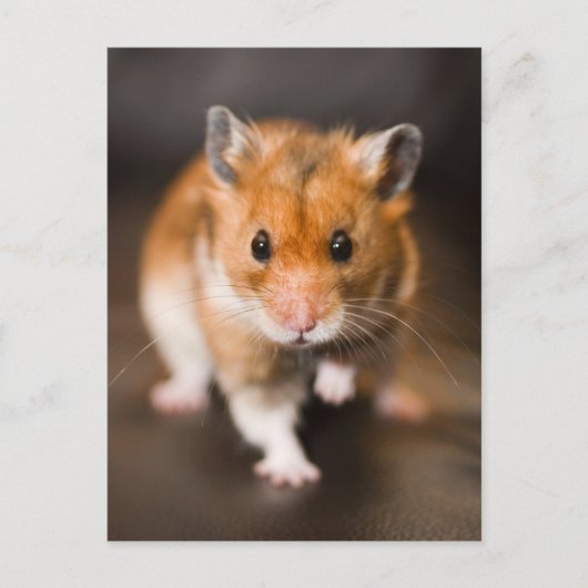 Carte Postale Hamster (Devant)