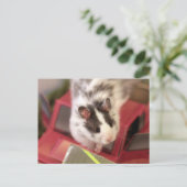 Carte postale Hamster (Debout devant)