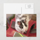Carte postale Hamster (Devant / Derrière)