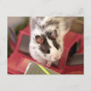 Carte postale Hamster