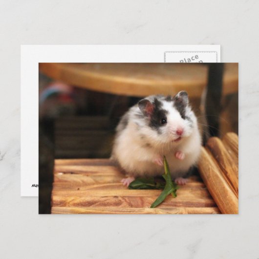 Carte postale Hamster (Devant / Derrière)
