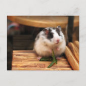 Carte postale Hamster (Devant)