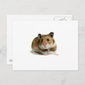 Carte Postale Hamster (Devant / Derrière)