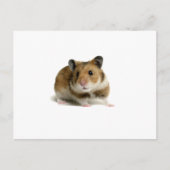 Carte Postale Hamster (Devant)