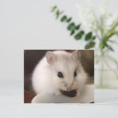 Carte postale Hamster (Debout devant)