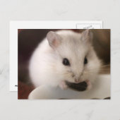 Carte postale Hamster (Devant / Derrière)