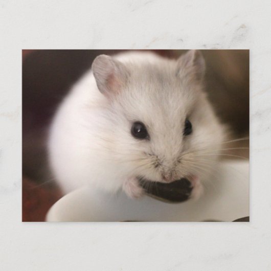 Carte postale Hamster (Devant)