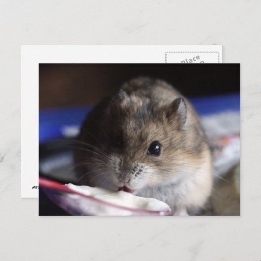 Carte postale Hamster (Devant / Derrière)