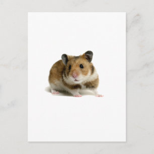 Carte Postale Hamster
