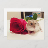 Carte Postale Hamster avec un Rose (Devant / Derrière)