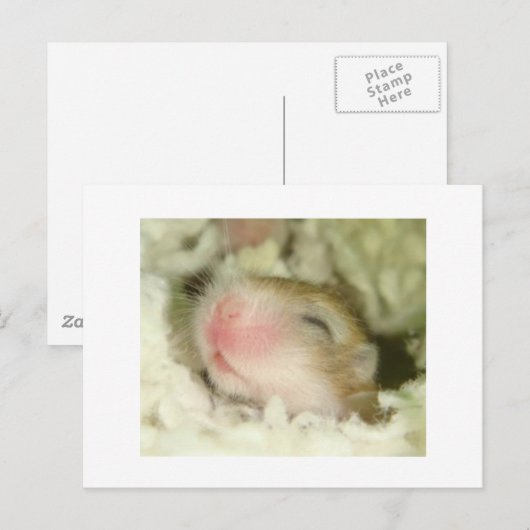 Carte Postale Hamster bébé (Devant / Derrière)