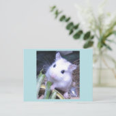 Carte Postale Hamster blanc (Debout devant)