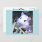 Carte Postale Hamster blanc (Devant / Derrière)