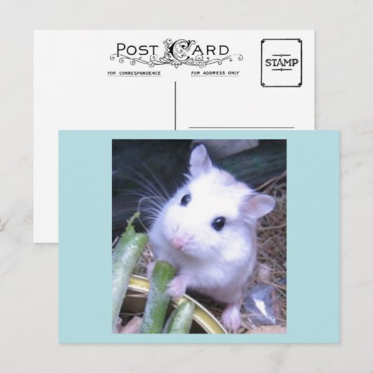 Carte Postale Hamster blanc (Devant / Derrière)