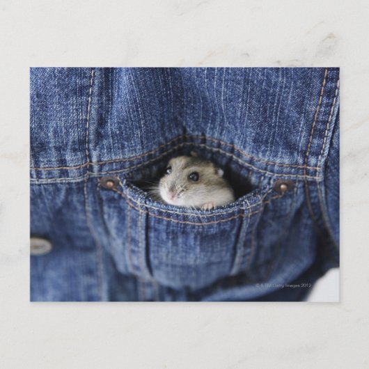 Carte Postale Hamster dans la poche (Devant)