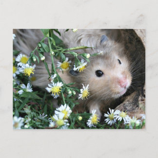 Carte Postale Hamster en fleurs
