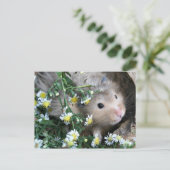 Carte Postale Hamster en fleurs (Debout devant)
