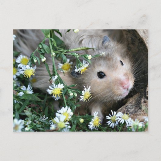 Carte Postale Hamster en fleurs (Devant)