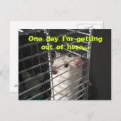 Carte postale Hamster Escape (Devant / Derrière)