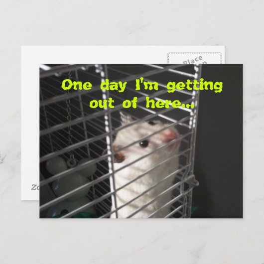 Carte postale Hamster Escape (Devant / Derrière)