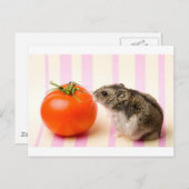 Carte Postale Hamster et tomate (Devant / Derrière)