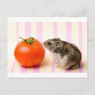 Carte Postale Hamster et tomate